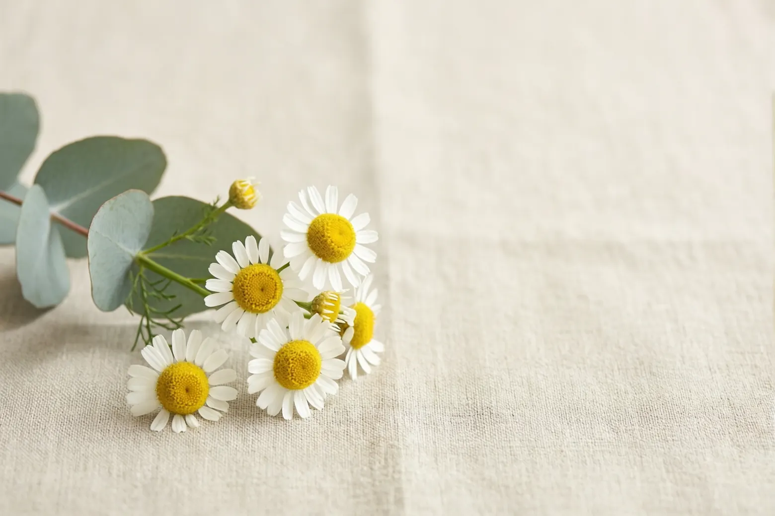 Chamomile and eucalyptus resting on natural linen